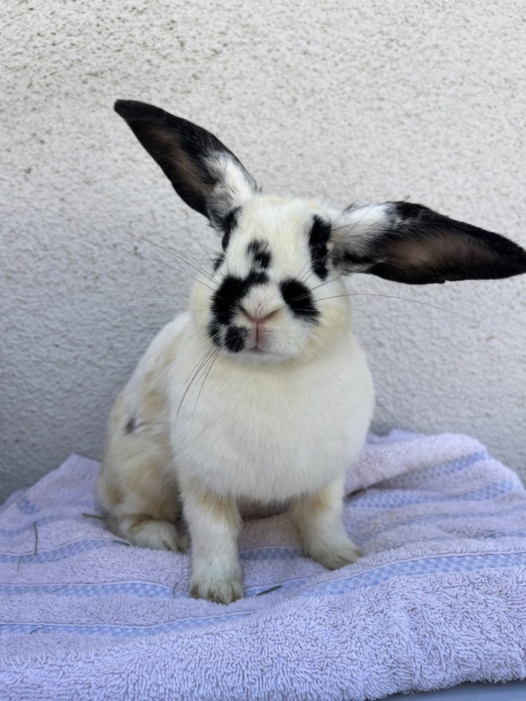 Jinx, a rescue rabbit with half-lop ears, sitting on a lavender towel and looking at the camera